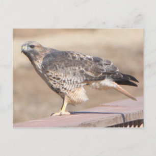 Postal Red Tail Hawk