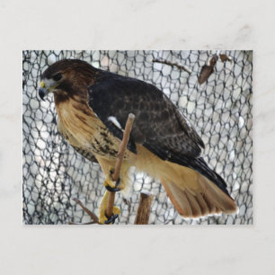 Postal Red Tail Hawk