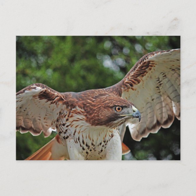 Postal Red-Tail Hawk 2 (Anverso)