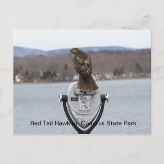 Postal Red Tail Hawk en el Parque Estatal Codorus
