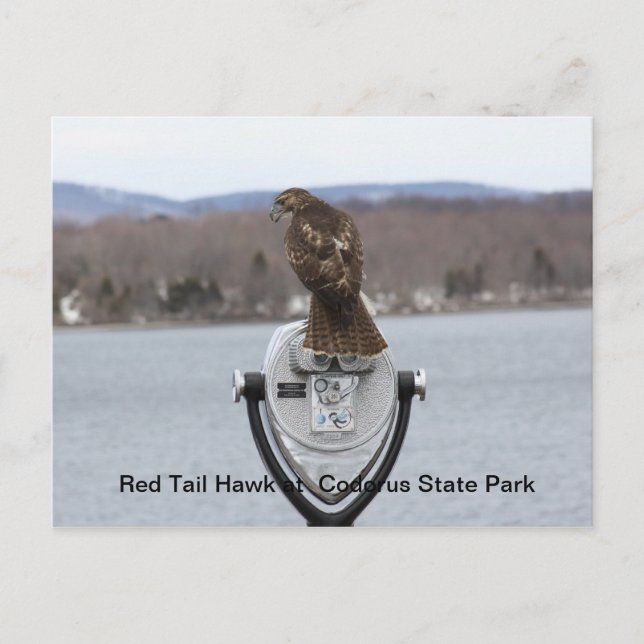 Postal Red Tail Hawk en el Parque Estatal Codorus (Anverso)