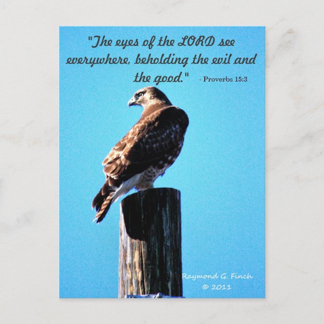 Postal Red Tail Hawk - Postcard - Proverbios 15:3 (Anverso)