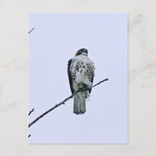 Postal Red Tail On Branch Postcard