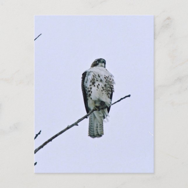 Postal Red Tail On Branch Postcard (Anverso)