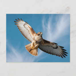 Postal Red-tailed hawk