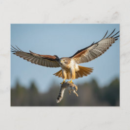 Postal Red-tailed hawk catches squirrel 
