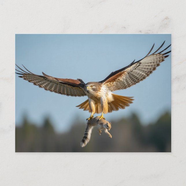 Postal Red-tailed hawk catches squirrel  (Anverso)