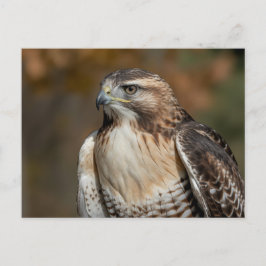 Postal Red-tailed hawk closeup
