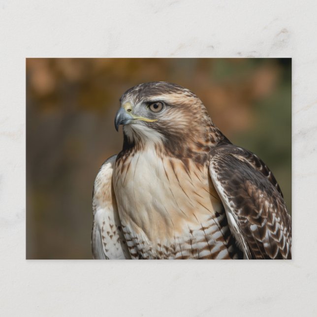 Postal Red-tailed hawk closeup (Anverso)