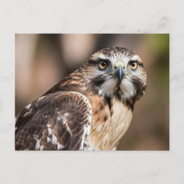 Postal Red-tailed hawk looking with anger