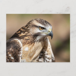 Postal Red-tailed hawk Seating