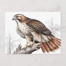 Postal Red-tailed hawk sketch