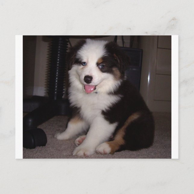Postal red tri Puppy mini aussie (Anverso)