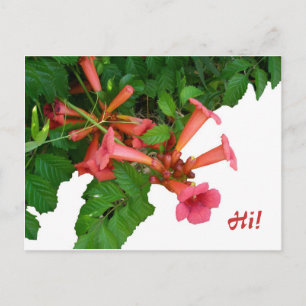 Postal Red Trumpet Vine