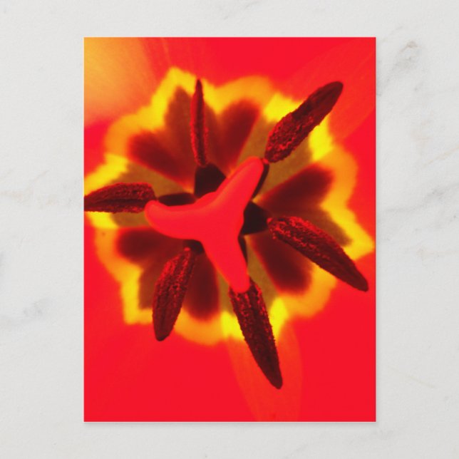Postal Red Tulip Center (Anverso)
