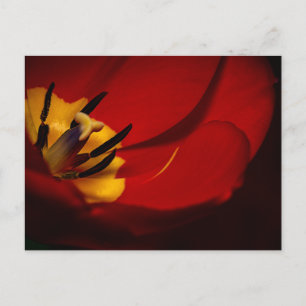 Postal Red Tulip Post Card