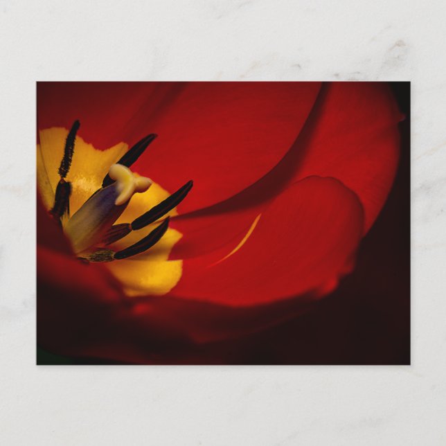 Postal Red Tulip Post Card (Anverso)