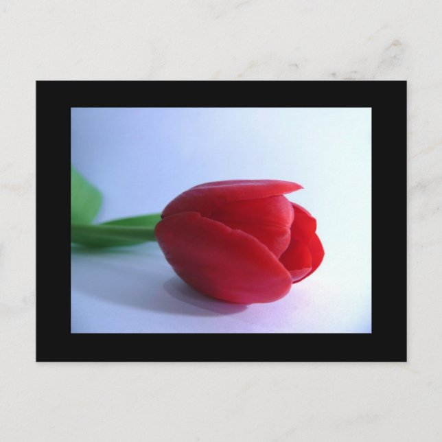 Postal Red Tulip Post Card (Anverso)