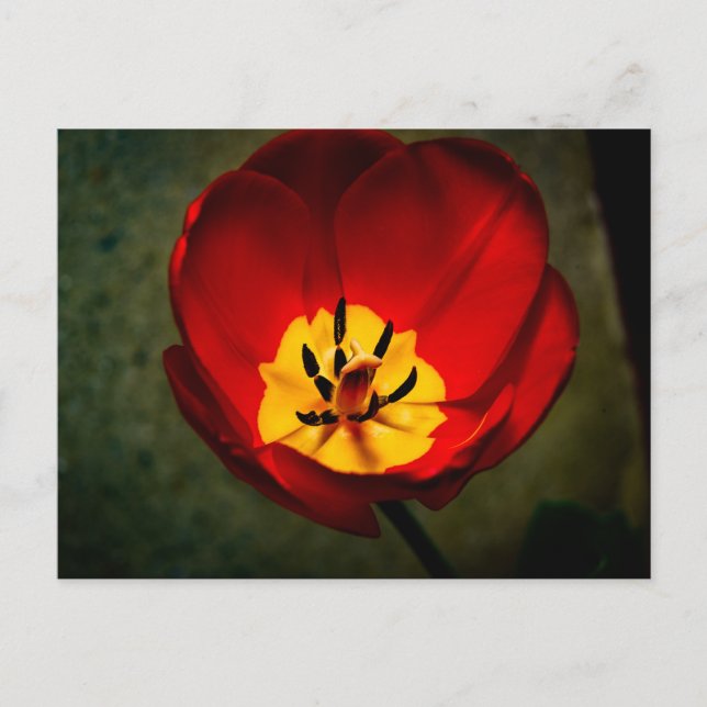 Postal Red Tulip Post Card (Anverso)