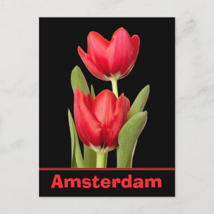 Postal Red Tulips Amsterdam
