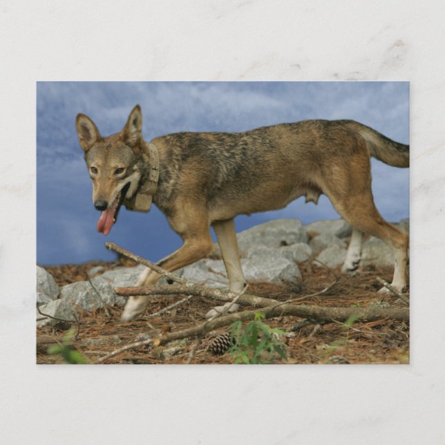 Postal Red Wolf Pup (Anverso)