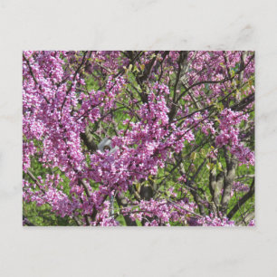 Postal Redbud en pleno auge