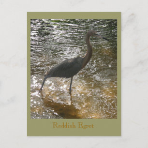 Postal Reddish Egret