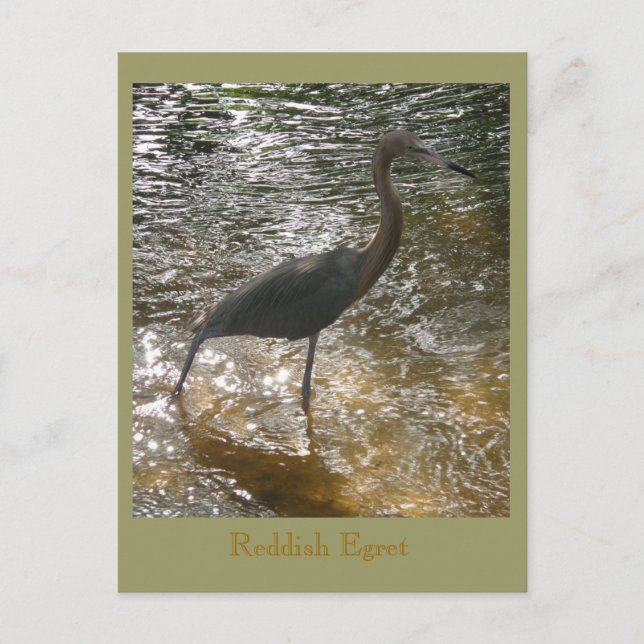 Postal Reddish Egret (Anverso)