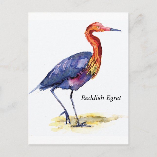 Postal Reddish Egret (Anverso)
