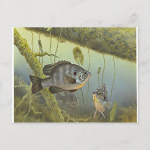 Postal Redear Sunfish