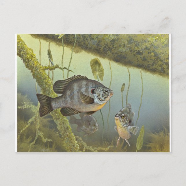 Postal Redear Sunfish (Anverso)