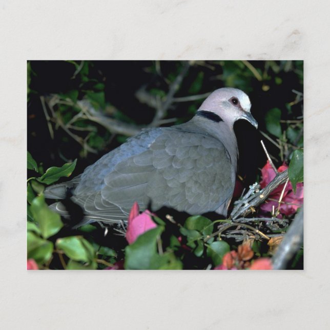 Postal Redeye d Dove (Anverso)