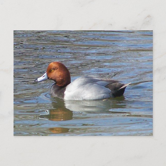 Postal Redhead Drake (Anverso)