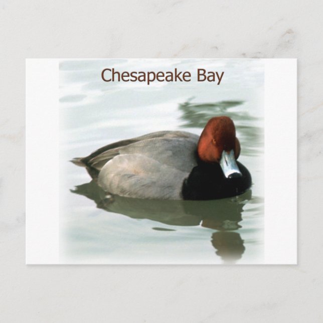 Postal Redhead Duck (Anverso)