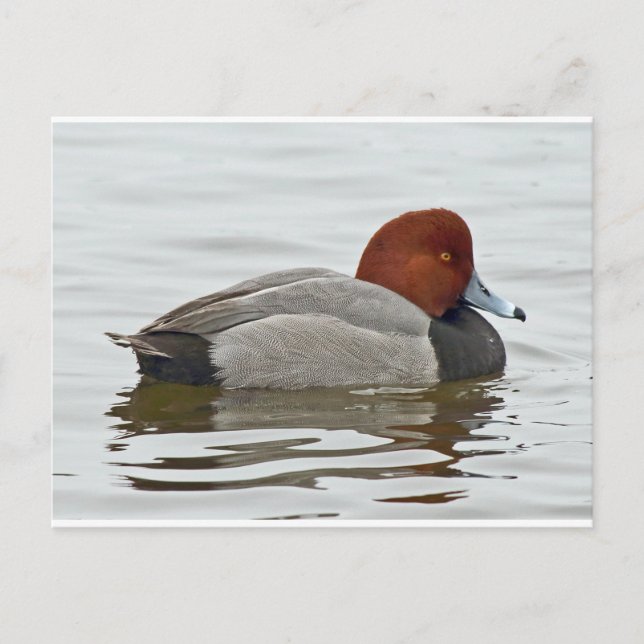 Postal Redhead Duck Drake (Anverso)