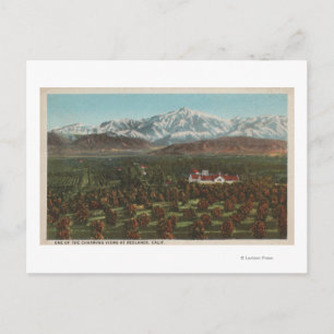 Postal Redlands, CA - Montaña y huerta