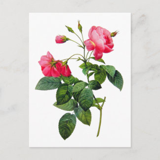 Postal Redoblar Rosas