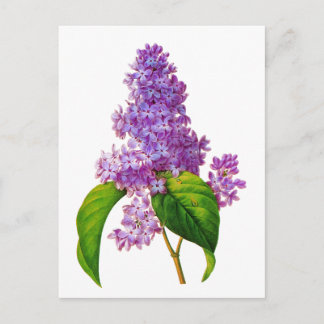 Postal Redoute Lilacs