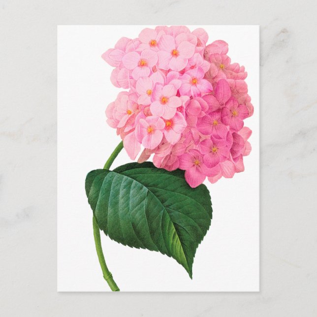 Postal Redoute Pink Hydrangea (Anverso)