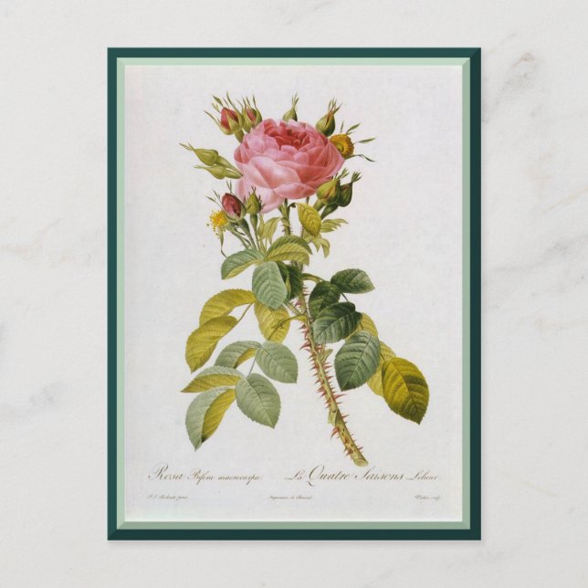 Postal Redoute Rosa Single Stem (Anverso)