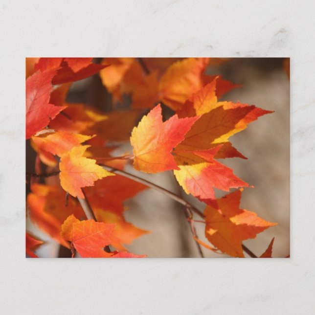 Postal Reds en caída (Anverso)