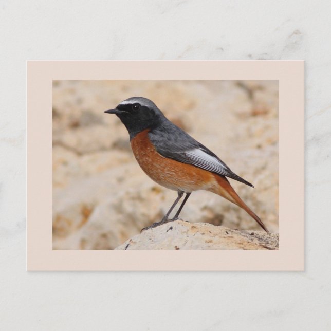 Postal Redstart (Anverso)