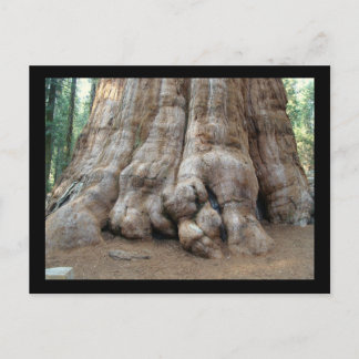 Postal Redwood