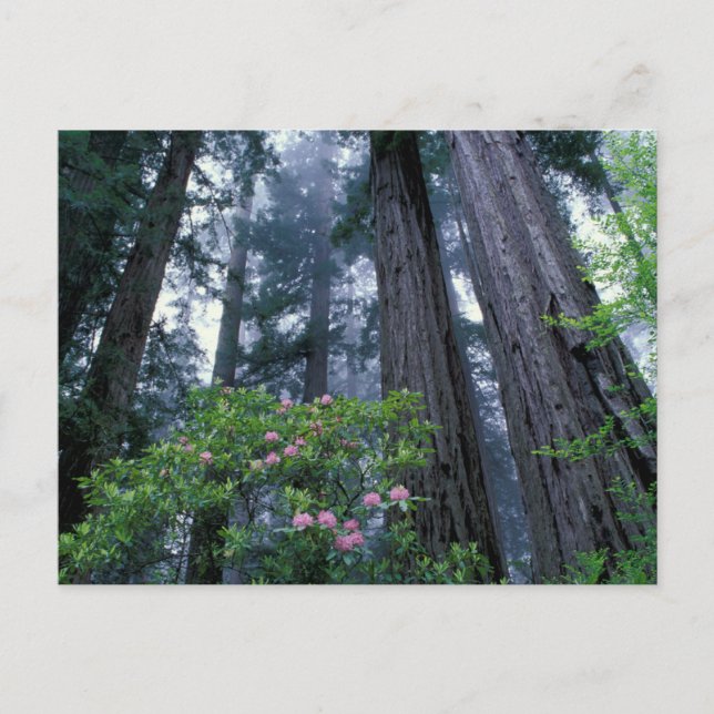 Postal Redwoods costeros y Rhododendrons (Anverso)