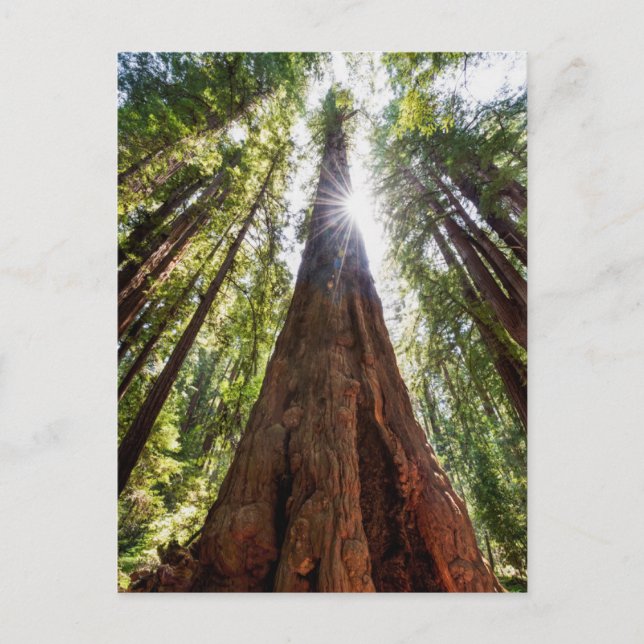 Postal Redwoods imponentes (Anverso)