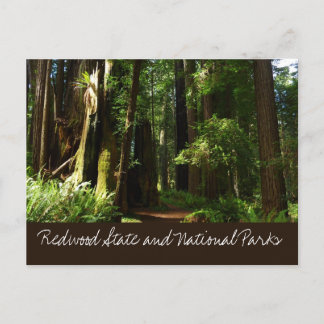 Postal Redwoods y helechos en el Parque Nacional Redwood