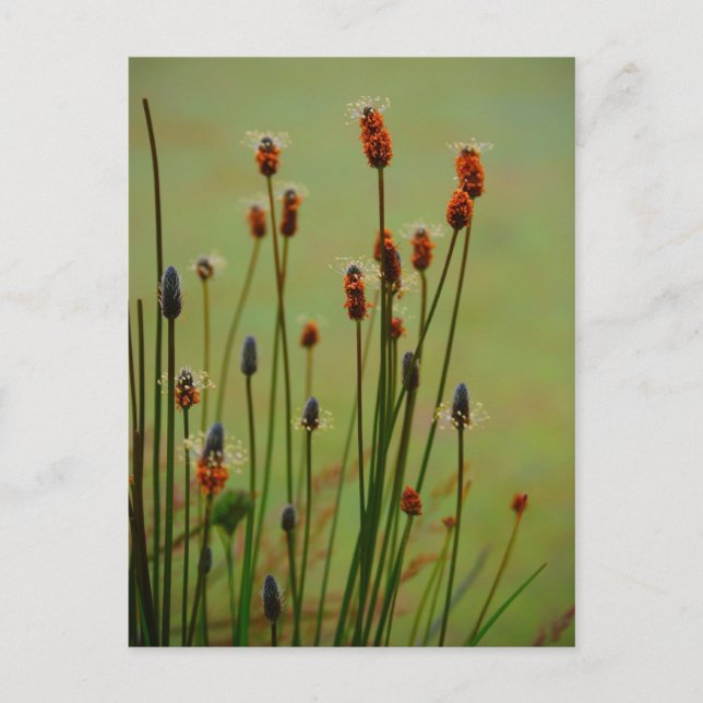 Postal Reed (Anverso)