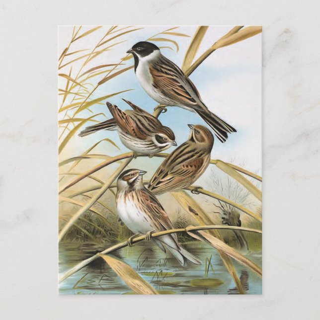 Postal Reed Buntings Vintage Bird Ilustracion (Anverso)