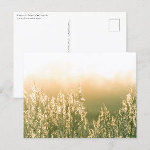 Postal Reed Sunset Nature Photo