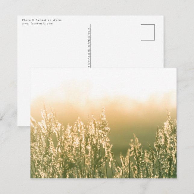 Postal Reed Sunset Nature Photo (Anverso / Reverso)